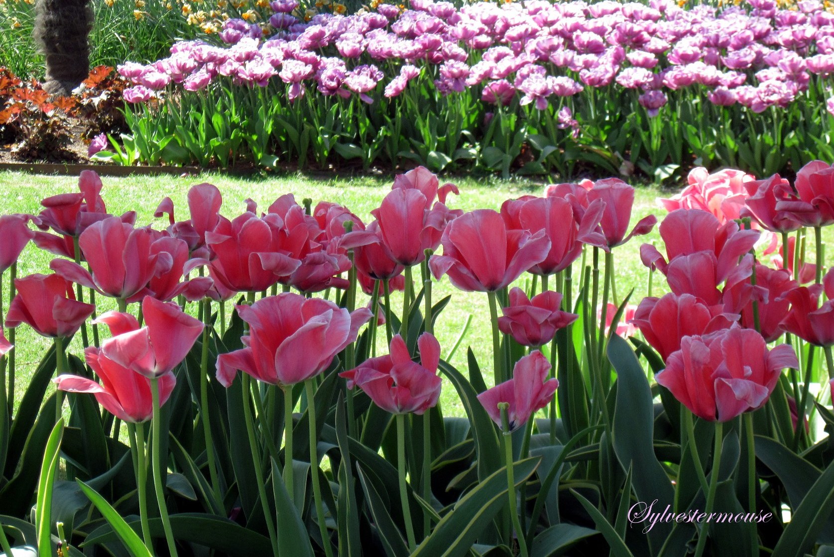 First Kiss of Spring - Tulips photo by Sylvestermouse
