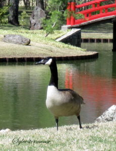 Single Canadian Goose photo by Sylvestermouse