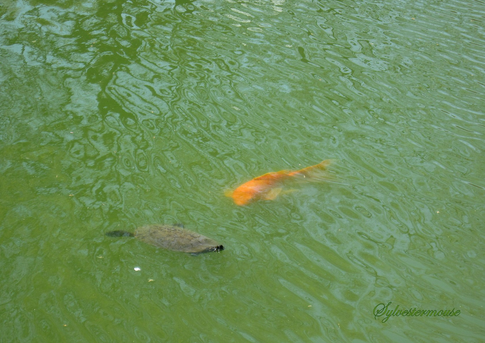 Beneath the Surface photo of Turtle & Koi photo by Sylvestermouse