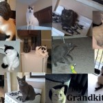 Proud Grandmother of 3 Grand-Kitties
