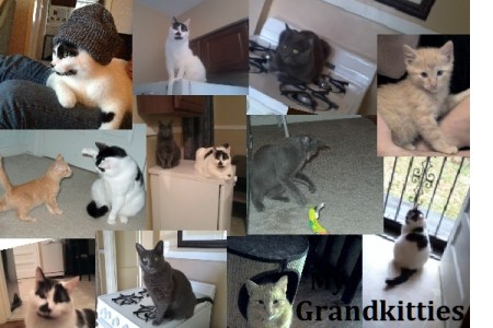 Proud Grandmother of 3 Grand-Kitties