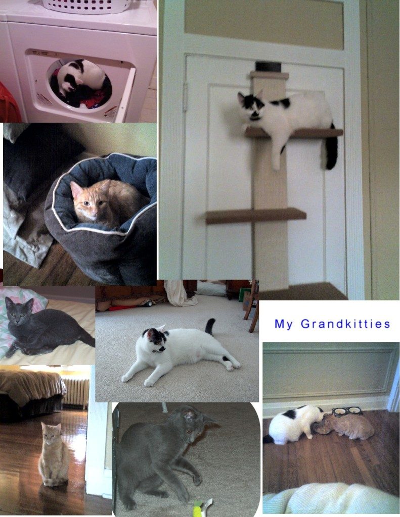 Grand-kitties of Sylvestermouse