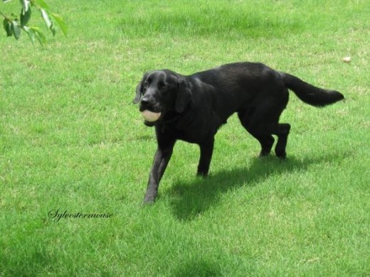 Merlin Playing