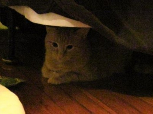 kitty under the bed