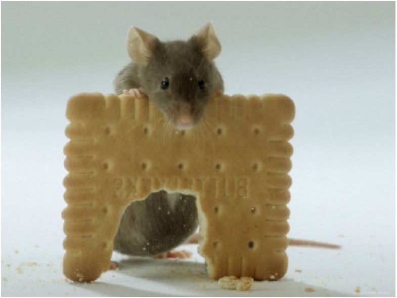 Caring for a Pet Mouse House of Sylvestermouse