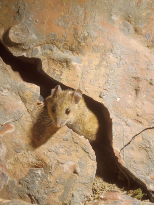 Wood Mouse Photo