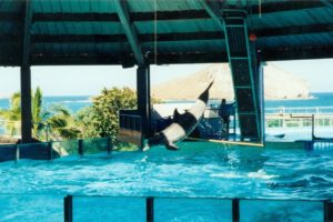 Sea Life Park in Honolulu Photo by Sylvestermouse