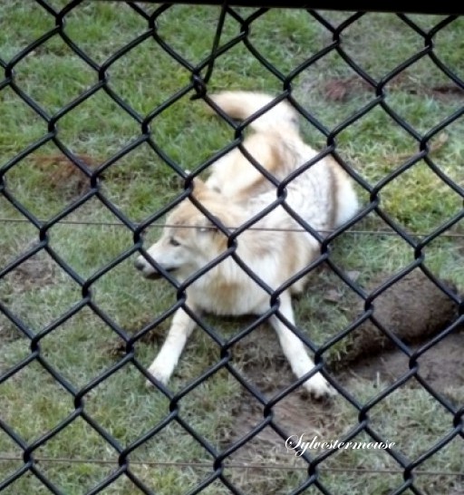 Gray Wolf photo by Sylvestermouse