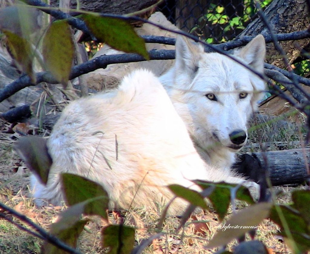 Gray Wolf Photo by Sylvestermouse