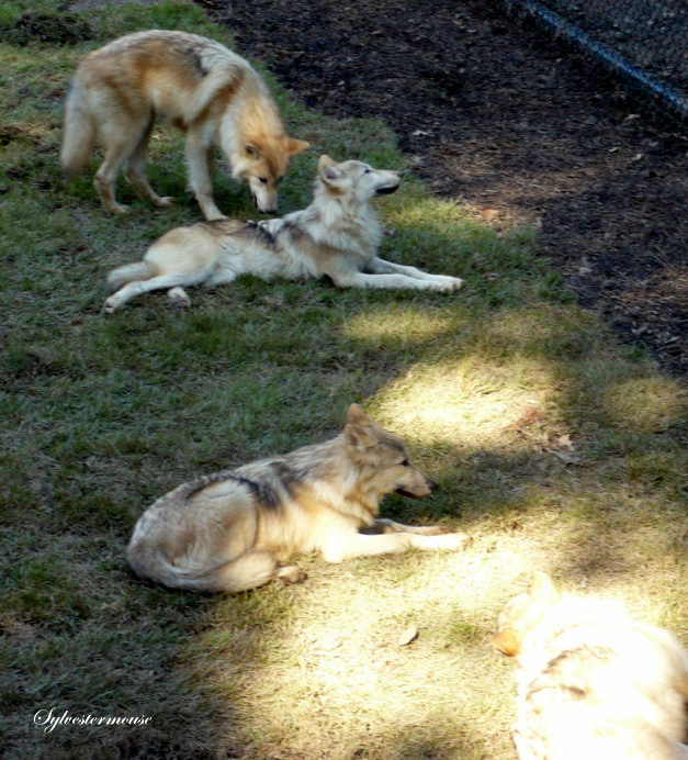 Gray Wolves