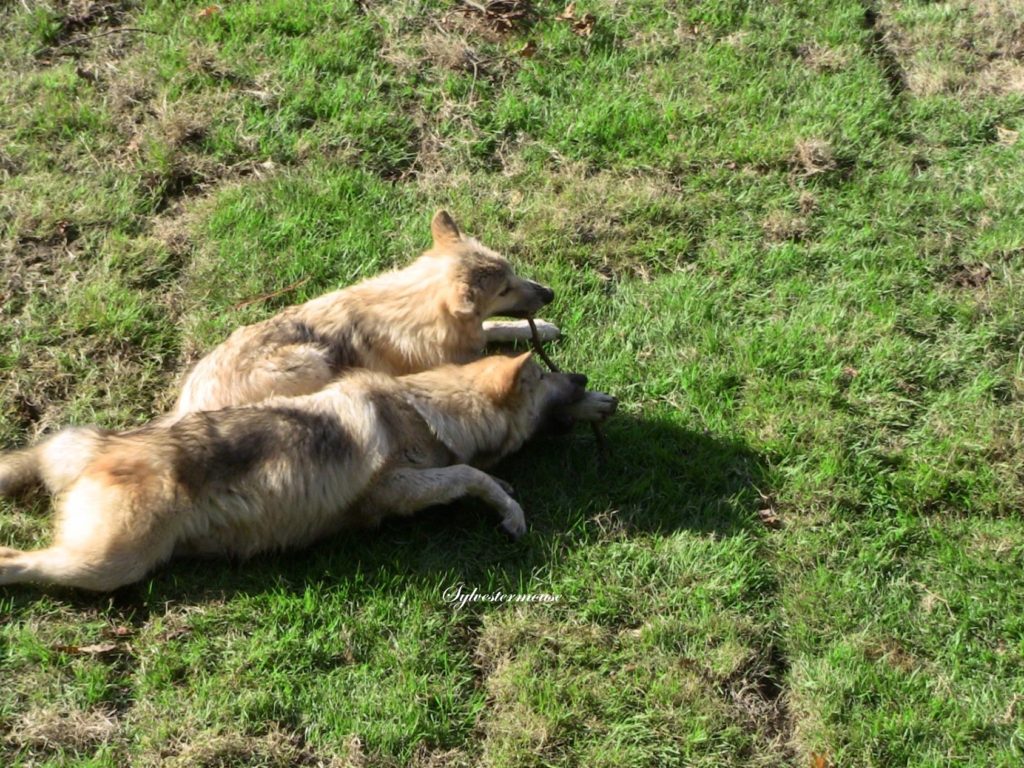 Gray Wolves photo by Cynthia Sylvestermouse