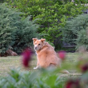 Dog Photo by Cynthia Sylvestermouse