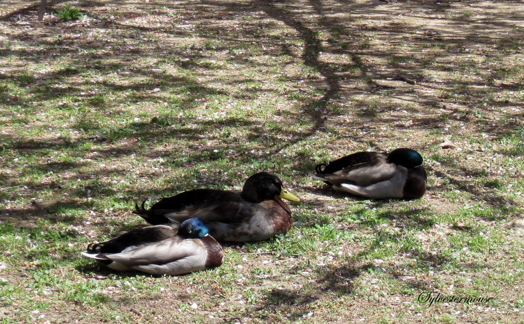 The Ducks by Sylvestermouse 
