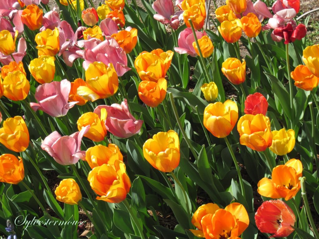 Memphis Botanic Gardens tulips