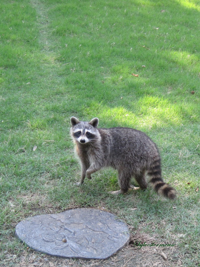 Raccoons