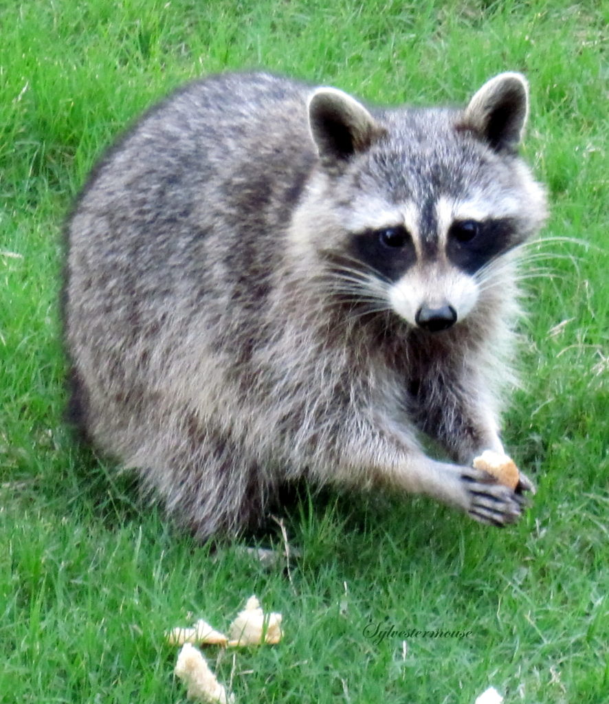 Raccoons - Backyard Wildlife