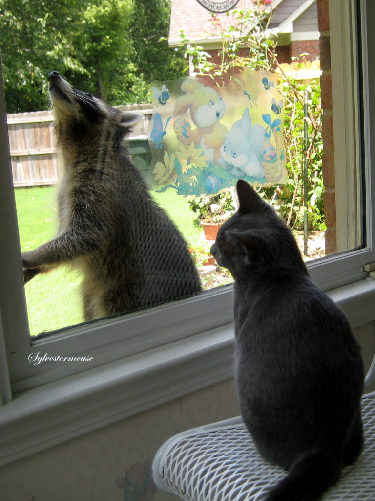 Kitty Studies Raccoon through Window