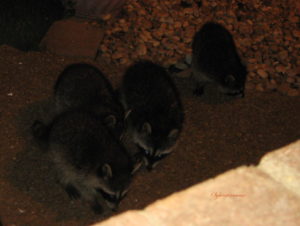 Raccoons - Backyard Wildlife