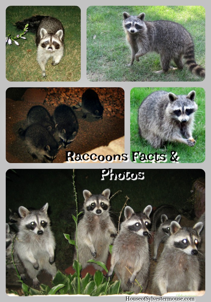 Raccoons - Backyard Wildlife