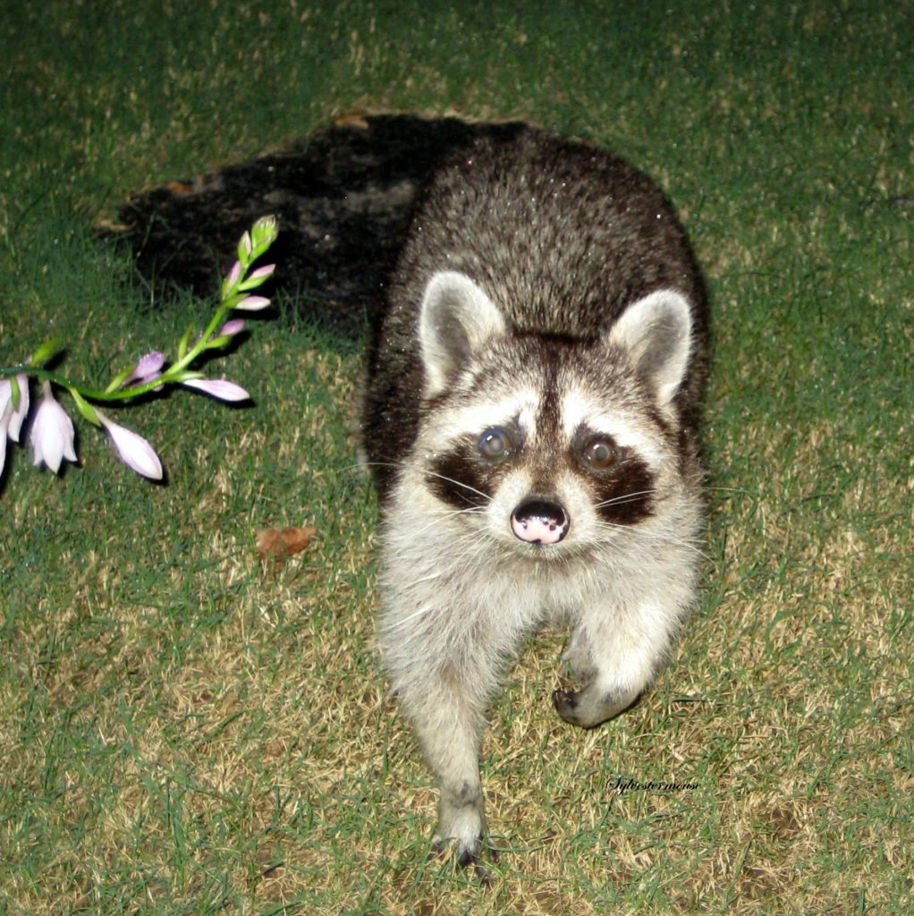 Raccoons - Backyard Wildlife