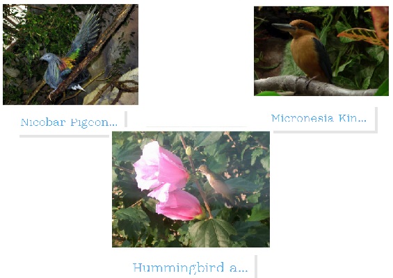 birds