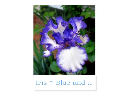 iris