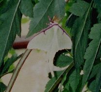 luna moth